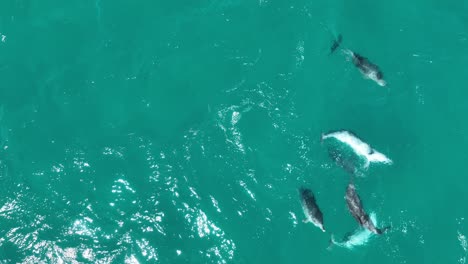 un grupo de delfines apareándose un raro video de un avión no tripulado de los delfines reproduciéndose y apareándose, de cerca de arriba hacia abajo disparado por un avión no pilotado