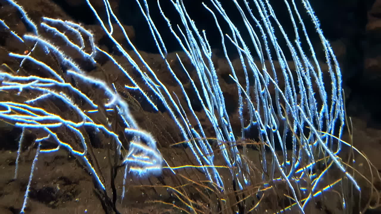 Glowing Blue Coral in the Deep Sea
