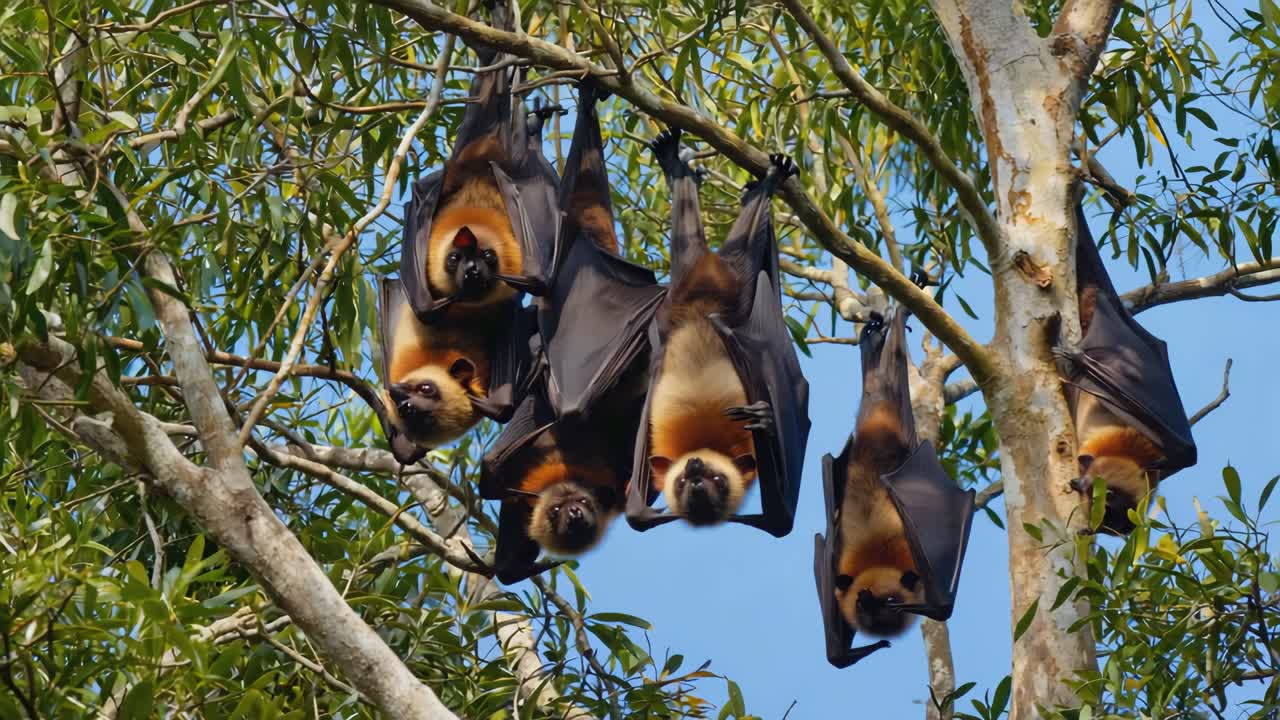 A group of fruit bats hanging in a tree