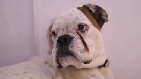 Front-view-of-Boxer-dog-at-home-turns-head-after-owners-call,-handheld,-closeup