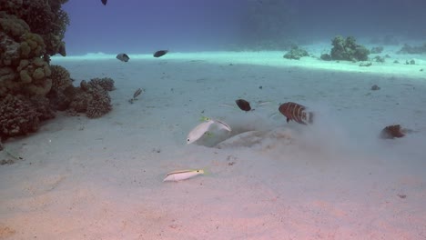 blue-spotted-ribbontail-ray-digging-hole-in-sand-wide-angle-shot