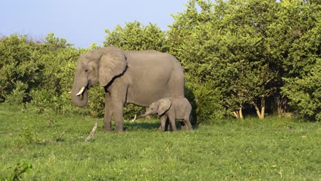 baby elephant suckling in front of the camera