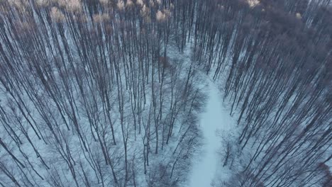 De-Arriba-Aéreo-Zumbido-Disparo-Nieve-Invierno-Bosque-Puesta-De-Sol-Panorámica-Hacia-Arriba