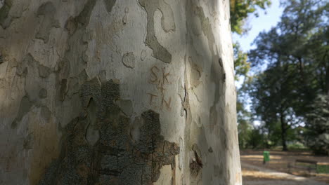 Tilt-from-up-to-down-of-an-old-plane-tree-with-words-carved-in-the-bark