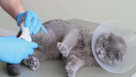 injured cat under veterinary care