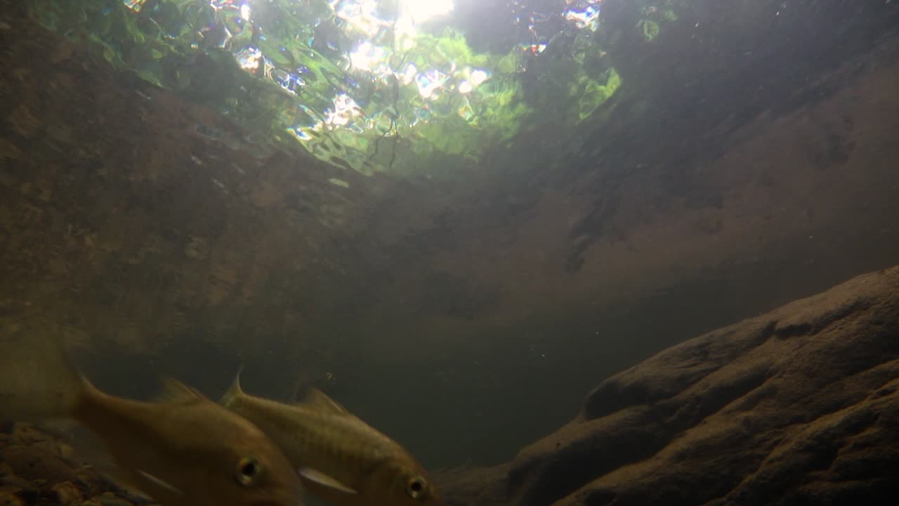 el parque nacional kaeng krachan es el hogar de muchos animales salvajes fantásticos y los arroyos son una fuente de vida de agua dulce para que los animales beban y los peces naden.