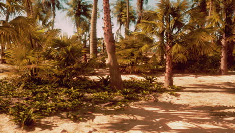 tropical beach with palm trees