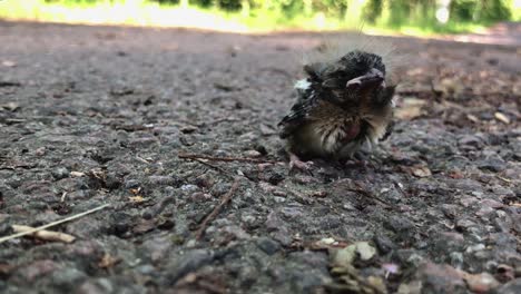 lonely baby bird chick who just fell of its nest-5