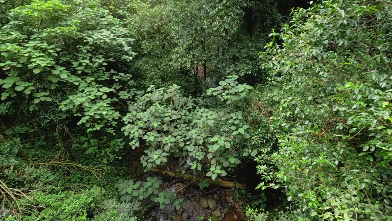 Panoramic view of dense green foliage. Vibrant natural lighting highlights the rich textures of the forest canopy