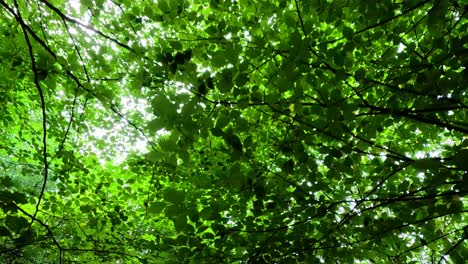 hojas verdes exuberantes en el bosque agitado
