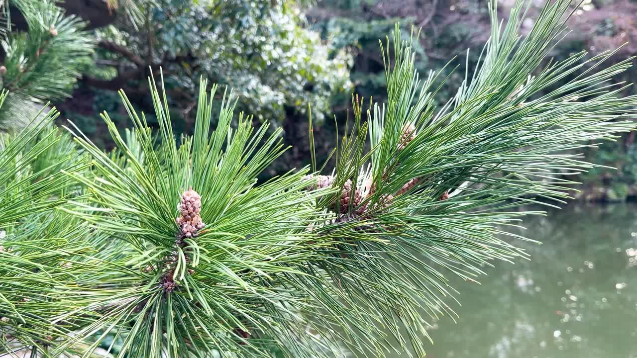 A steady close-up shot of a pine branch with green needles over a garden pond