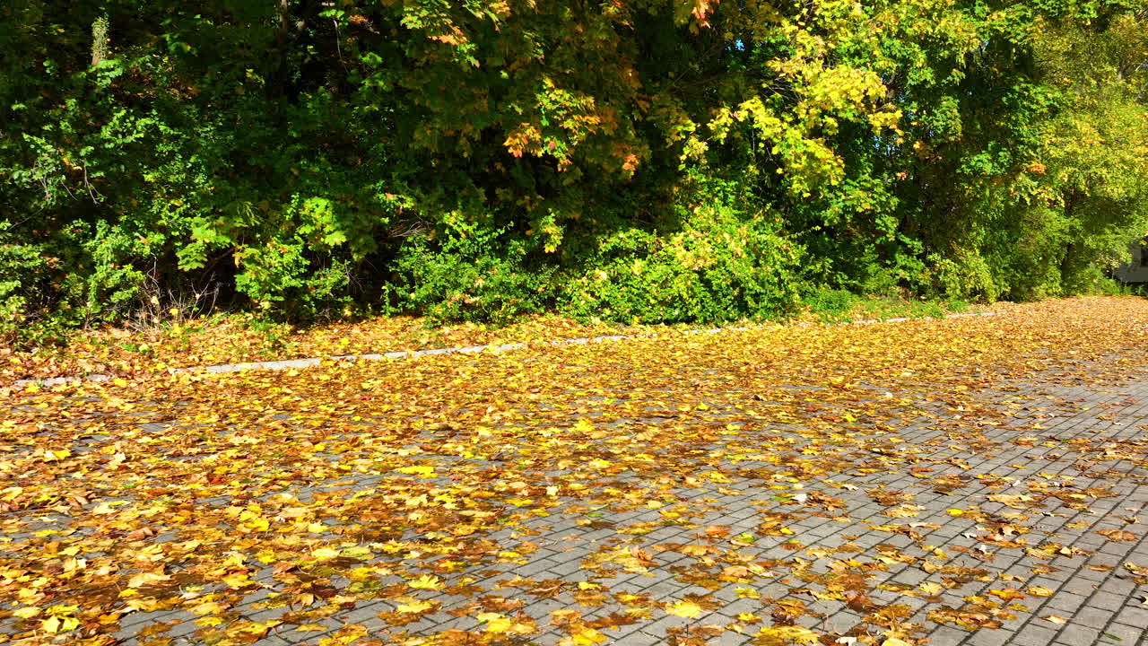 Drone shot of Sopot's forested coastline with the sea and autumn foliage stretching along the landscape in vivid colors