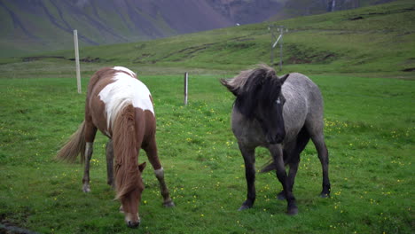 icelandic horse in scenic nature of iceland.