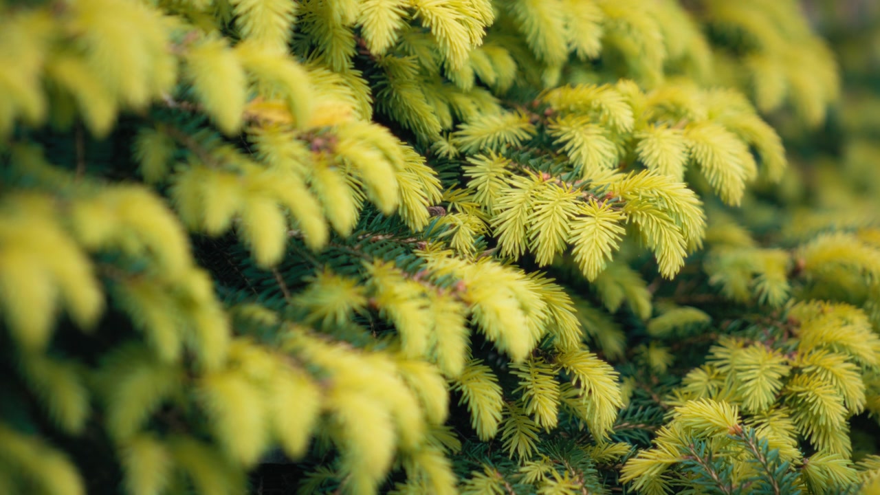 Close up of lush green pine tree needles