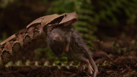 Gaboon-Viper-snake-slowly-pushes-rat-prey-down-throat---side-profile