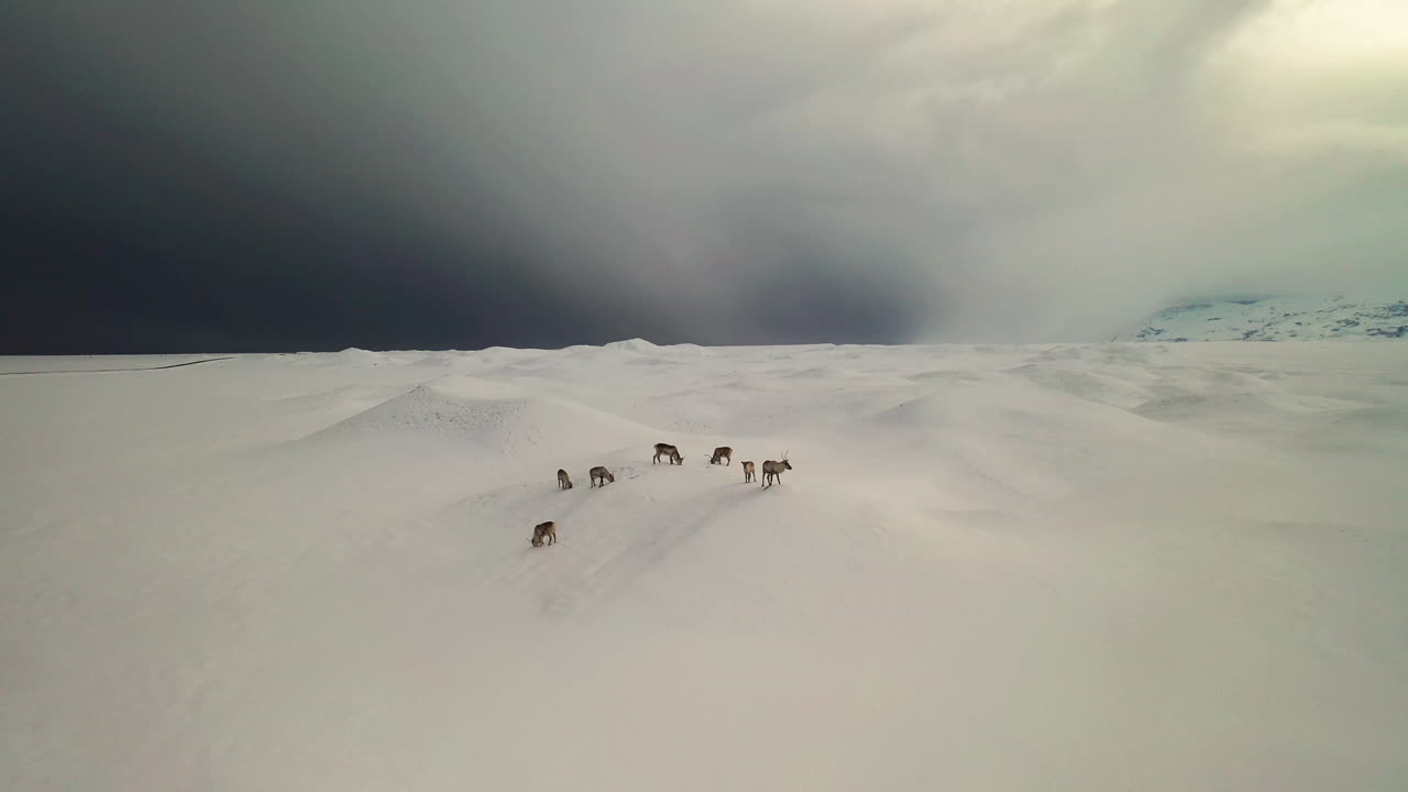 Herd Of Reindeers Standing On The White Snow In South Iceland During Winter. - aerial drone shot