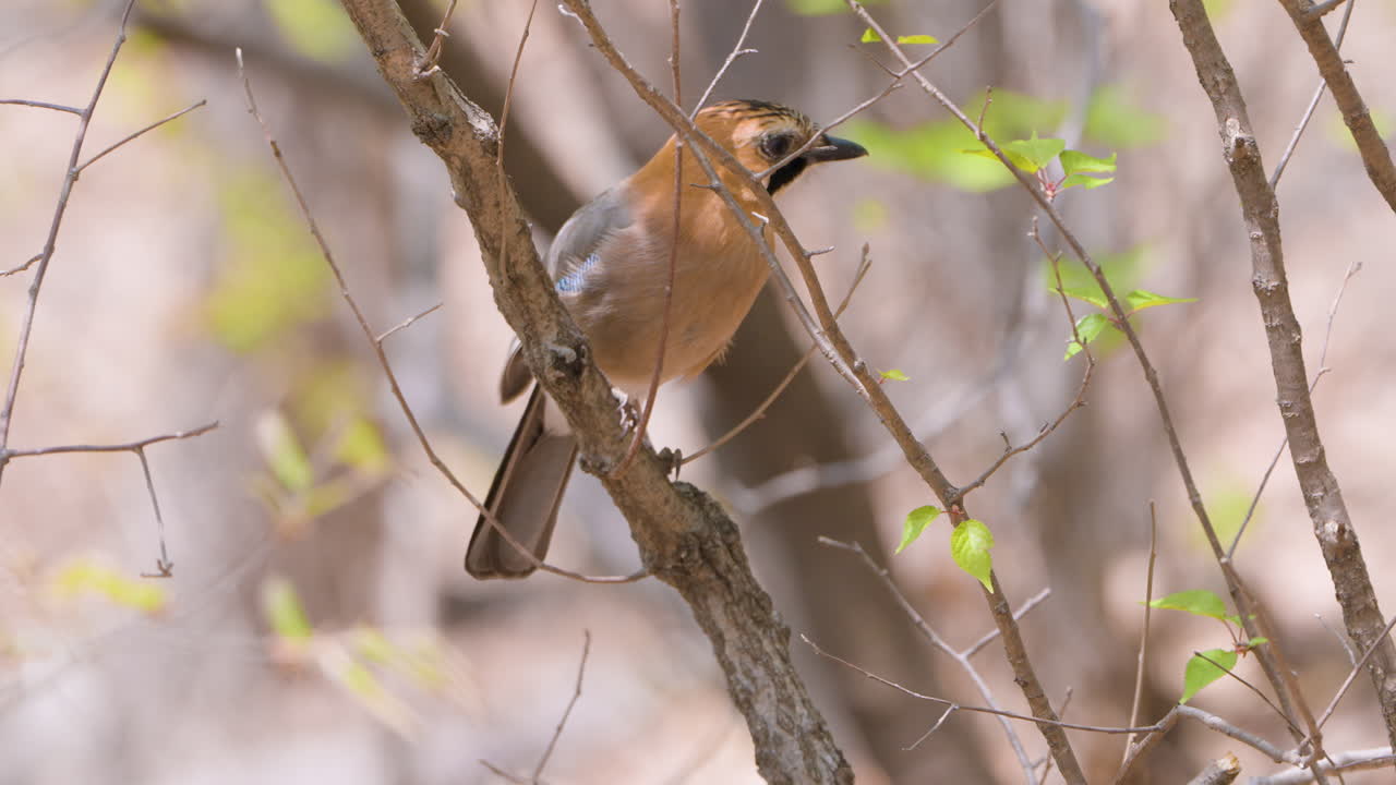 juvenil pájaro jay eurasiático saltando de las ramas del arbusto en primavera