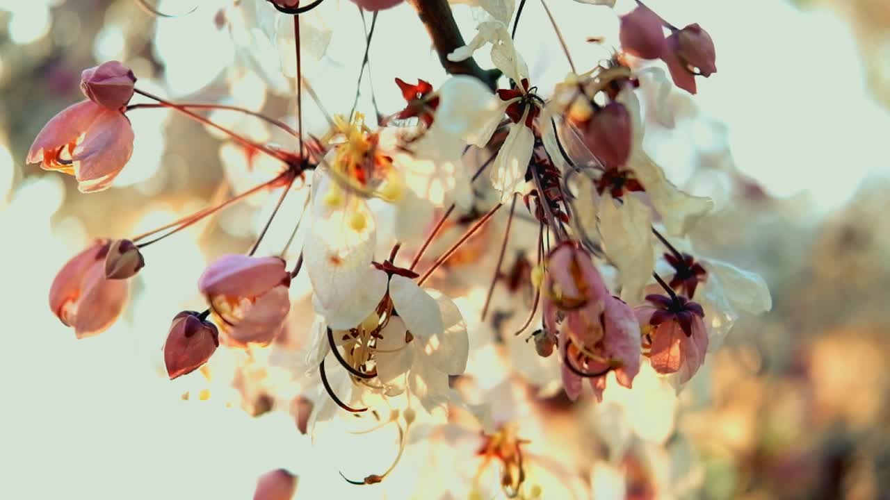 Close up sakura flower in moody orange tone