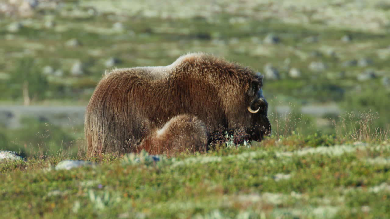 Musk Ox Cow Nursing Calf in Arctic Tundra of Dovrefjell Norway
