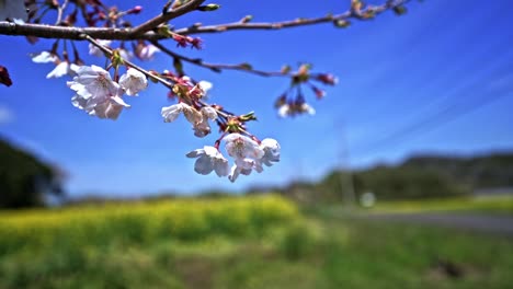 close up of beautiful cherry blossom with yellow flowers in blurred background