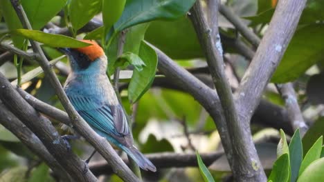 La-Tangara-De-Matorral-O-La-Tangara-Con-Respaldo-De-Pecho-Salta-De-Rama-En-Rama-En-El-árbol