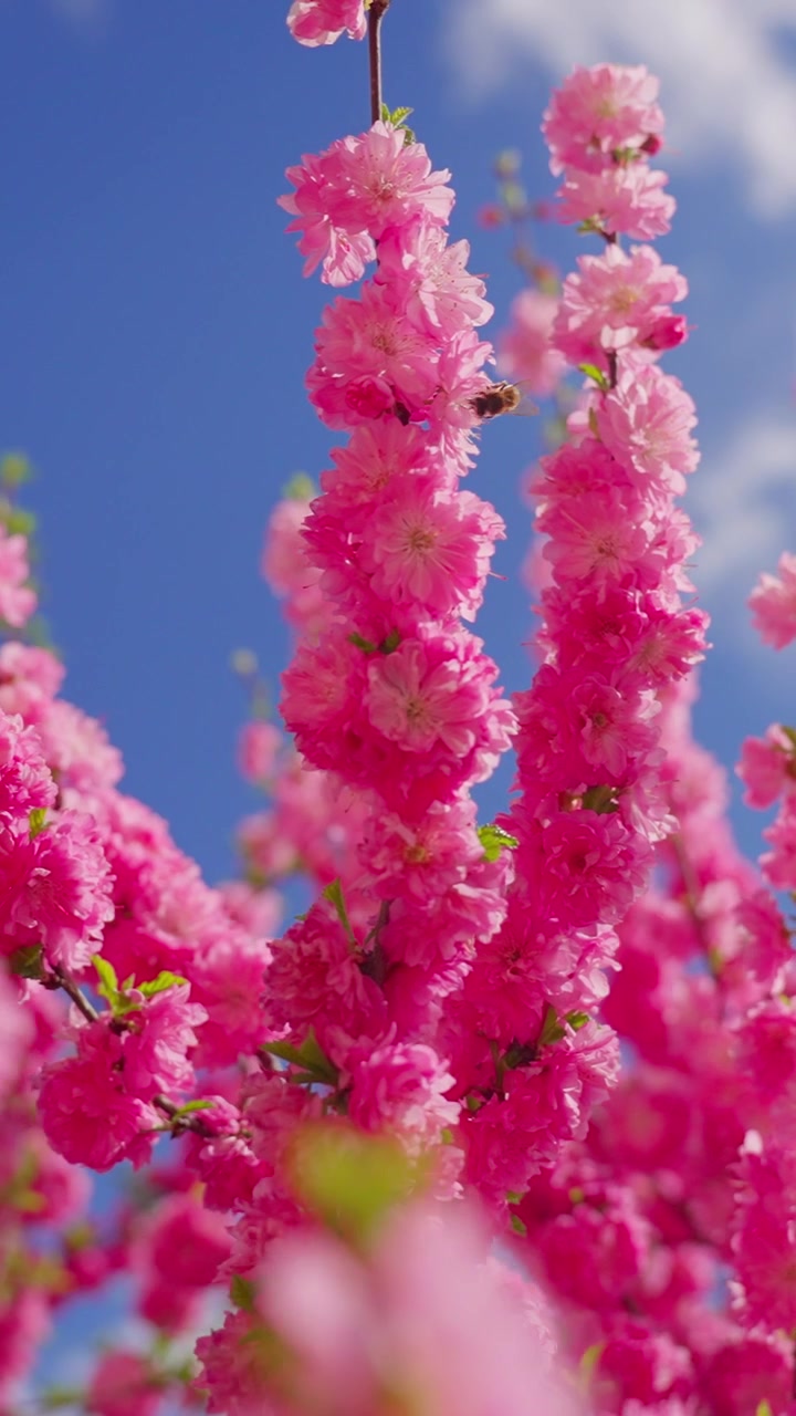 Pink blossoms sway gently against a clear blue sky. Petals glow vividly in soft, natural sunlight. Bee hovers near the flowers, drawn to nectar. Faint green leaves peek between blossoms