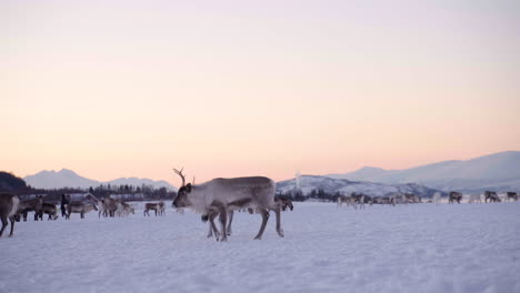 Caribú-En-Pastos-De-Invierno-Fuera-De-Tromso,-Noruega