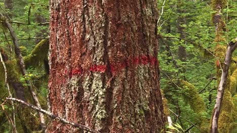 árbol marcado rojo para cortar