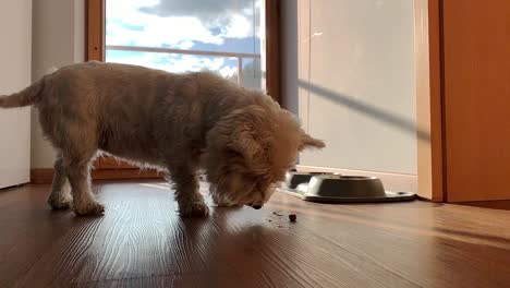 perro comiendo briquetas