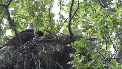 adult male bald eagle and young eaglet move around in the nest on a hot day