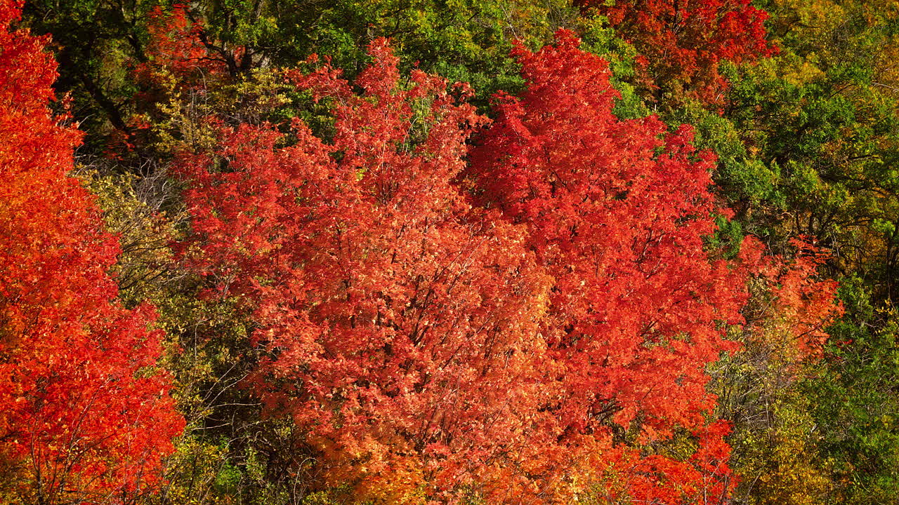 una escena con hojas de otoño vibrantes, con las rojas audaces añadiendo un toque de resplandor estacional - cámara lenta