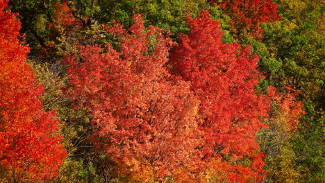 Una-Escena-Que-Presenta-Hojas-De-Otoño-Vibrantes,-Con-Hojas-De-Color-Rojo-Intenso-Que-Añaden-Un-Toque-De-Resplandor-Estacional:-Cámara-Lenta