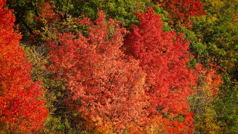 a scene featuring vibrant autumn leaves, with bold red ones adding a hint of seasonal radiance - slow motion