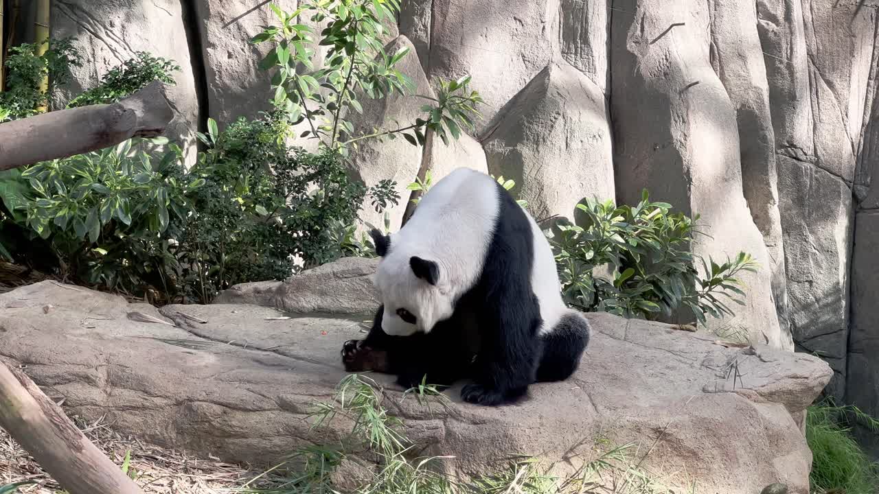 panda gigante peludo perezoso, ailuropoda melanoleuca, despertado después de una siesta en una posición sentada, bostezando y sacando la lengua en el zoológico de singapur, reserva de vida silvestre de mandai, sudeste de asia