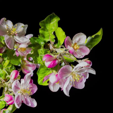 Blumen-Blühen-Auf-Dem-Apfelbaumzweig---Die-Ankunft-Des-Frühlings