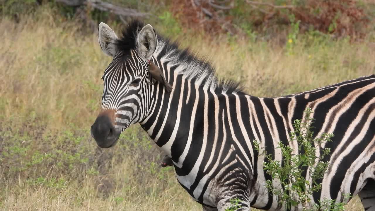 아프리카 사바나 에서 제브라 에 착륙 하는 새 들