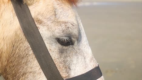 majestic stallion with straps in light breeze, horse eye close up view