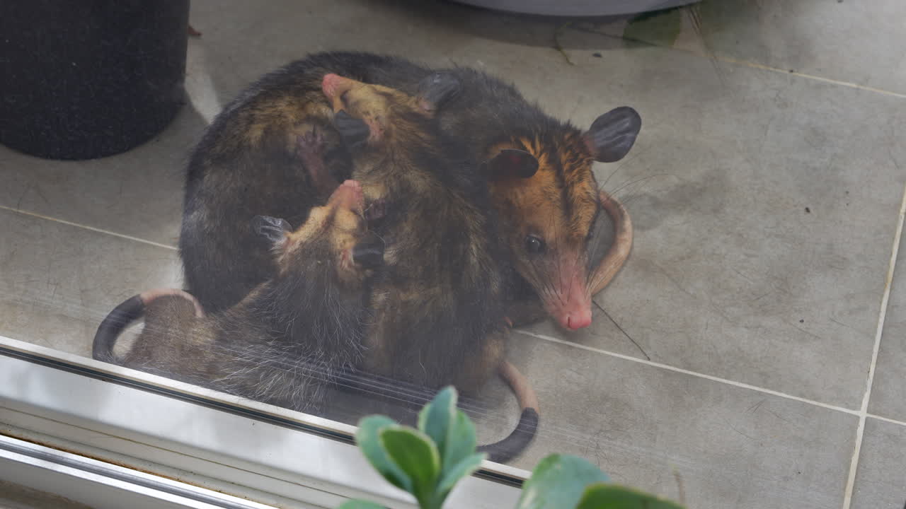 Intimate close-up of possums snuggling on a tiled balcony corner. Soft lighting highlights the cozy family amidst a serene setting. A heartwarming glimpse of wildlife.