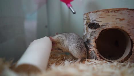 furry gerbil with a toilet roll next to a loghouse in a cage