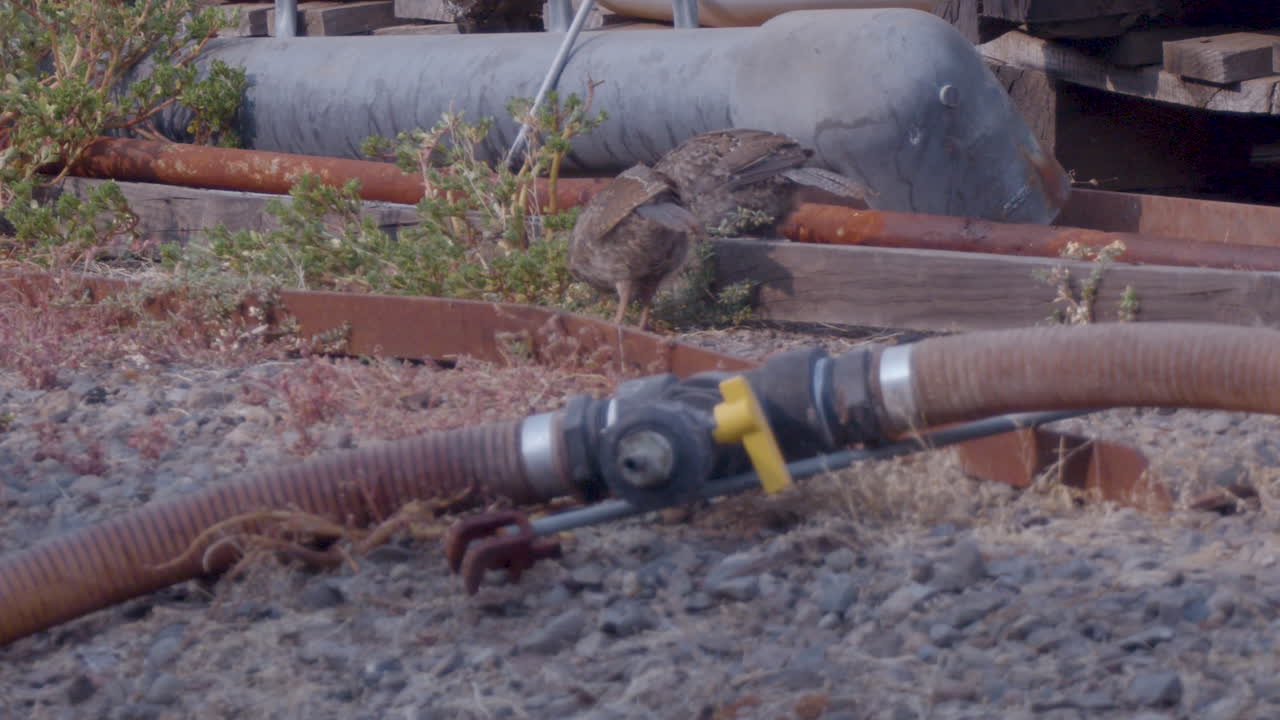 pollitos de codorniz de california buscando comida en un depósito de chatarra en cámara lenta