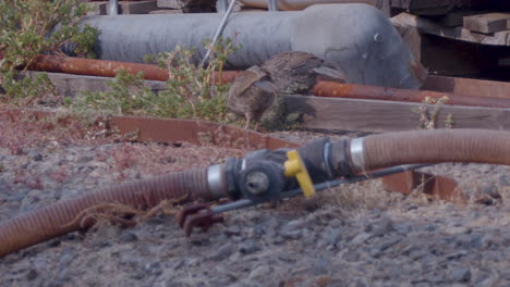 Baby-California-Quail-chicks-looking-for-food-in-junk-yard-in-slow-motion