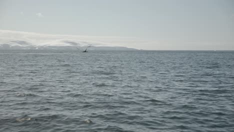 big whale slapping flippers on the water in playful behaviour display