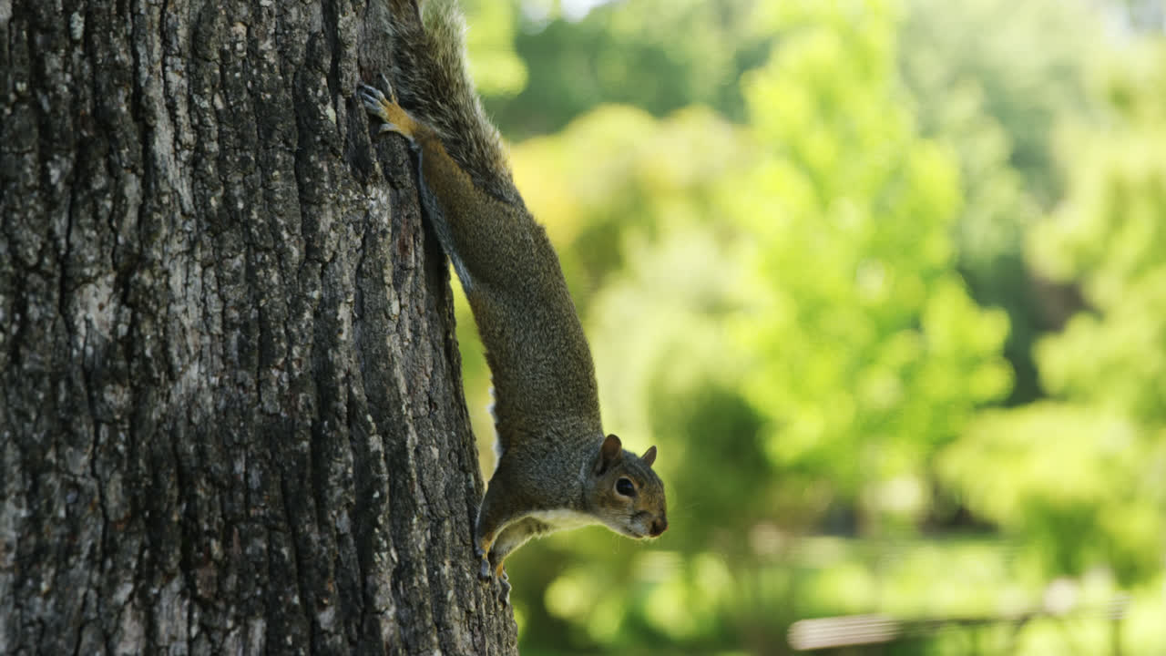 Scoiattolo su un tronco d'albero nel parco