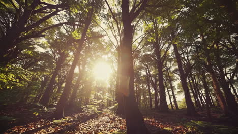 sunlight filtering through a dense forest canopy