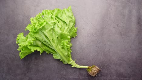 fresh lettuce