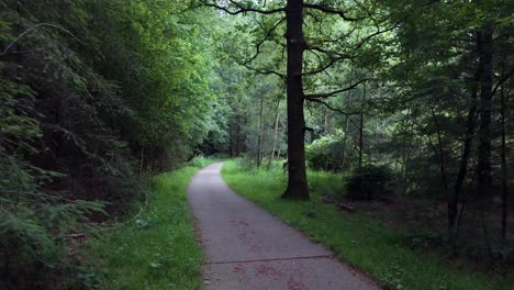 forest path