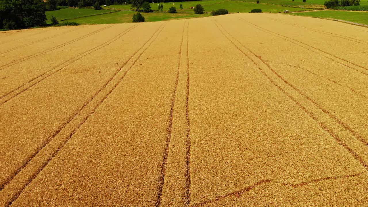 volando sobre campos de cebada dorados y maduros