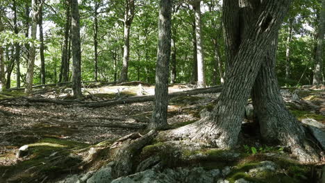 juego diurno de luz y sombra en un bosque abierto de quebec con pájaro