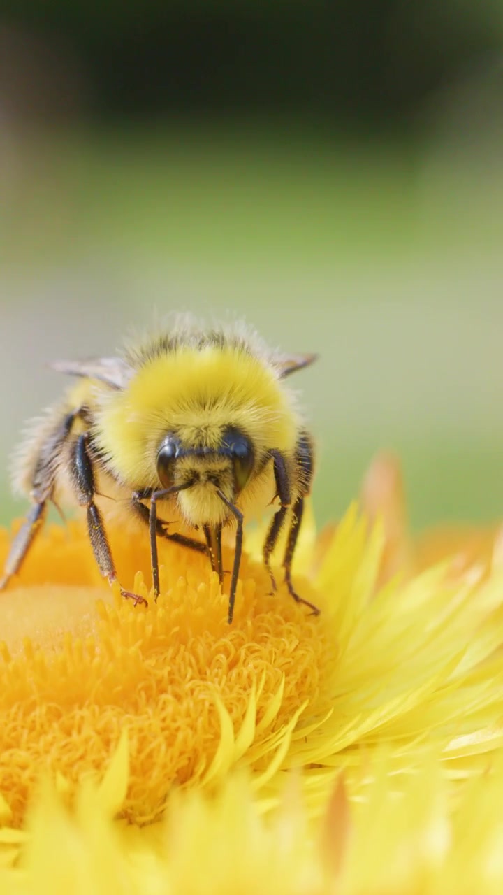 A close-up macro shot of a honeybee foraging and feeding on a vibrant yellow daisy flower, with soft natural lighting and shallow depth of field