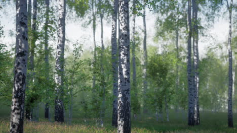 un bosque de abedul en verano